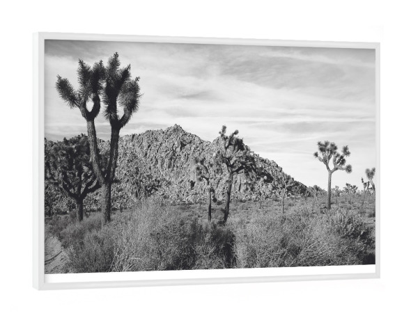 Poster mit weißem Rahmen "Joshua Tree" artboxONE - Natur,Schwarzweiß