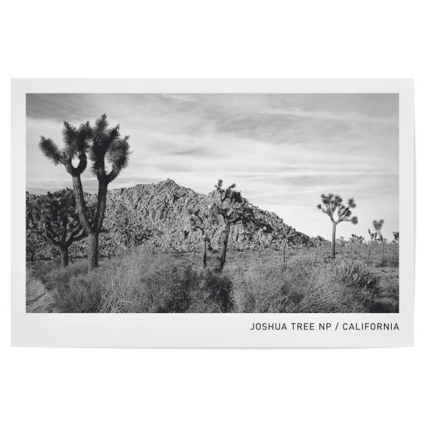 Poster "Joshua Tree" artboxONE - Natur,Schwarzweiß - Joshua tree nationalpark,Natur,Wüste,Kalifornien,California,Amerika,Usa,Us,America