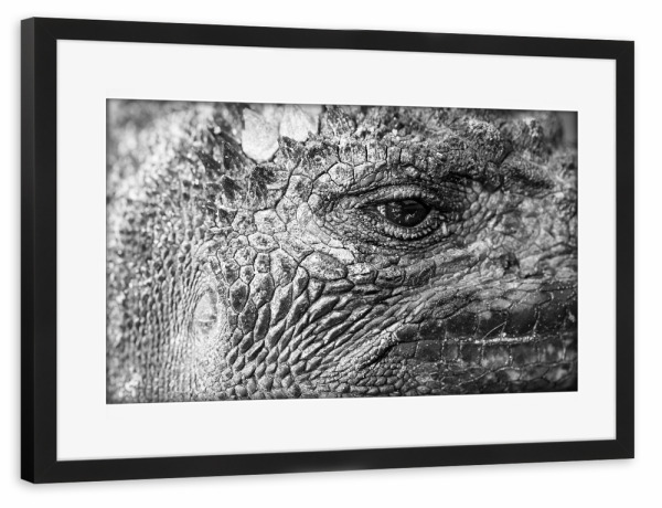 Poster mit Rahmen schwarz "Eye Of The Dragon" artboxONE - Tiere,Schwarzweiß