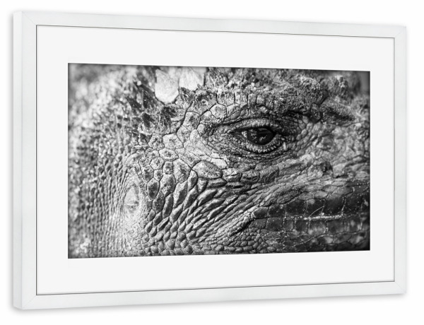 Poster mit Rahmen weiß "Eye Of The Dragon" artboxONE - Tiere,Schwarzweiß