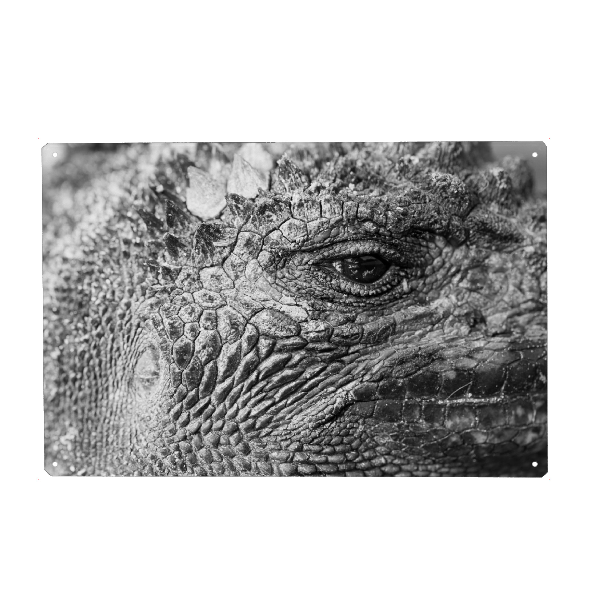 Holzbild "Eye Of The Dragon" artboxONE - Tiere,Schwarzweiß