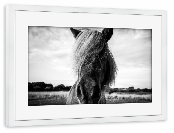 Poster mit Rahmen weiß "The northern border #5" artboxONE - Tiere,Schwarzweiß - Pferd,Tier,Langenoog,Gesicht,Haare,Frisur,Pony