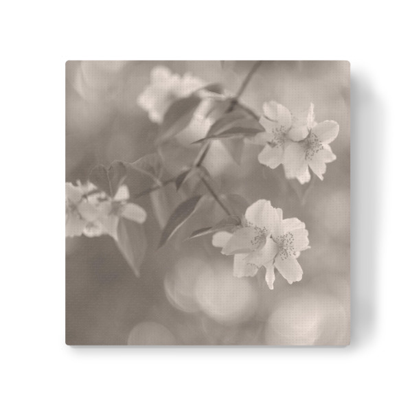 Leinwandbild "Wonderland, Work III" artboxONE - Natur,Floral,Schwarzweiß - Blüten,Pflanzen