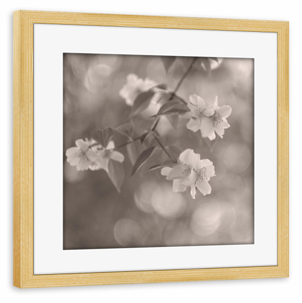 Poster mit Rahmen kiefer "Wonderland, Work III" artboxONE - Natur,Floral,Schwarzweiß - Blüten,Pflanzen