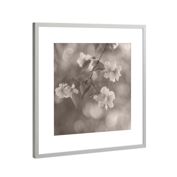 Poster mit Rahmen Silber "Wonderland, Work III" artboxONE - Natur,Floral,Schwarzweiß - Blüten,Pflanzen