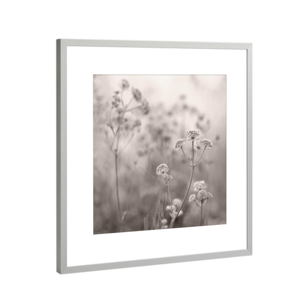 Poster mit Rahmen Silber "Wonderland, Work" artboxONE - Natur,Floral,Schwarzweiß - Blumen,Pflanzen,Blumenwelt