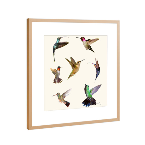Poster mit Rahmen Kupfer "Kolibris" artboxONE - Natur,Tiere
