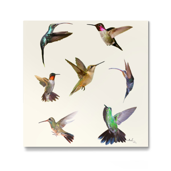 Galerie-Print "Kolibris" 30x30 cm artboxONE