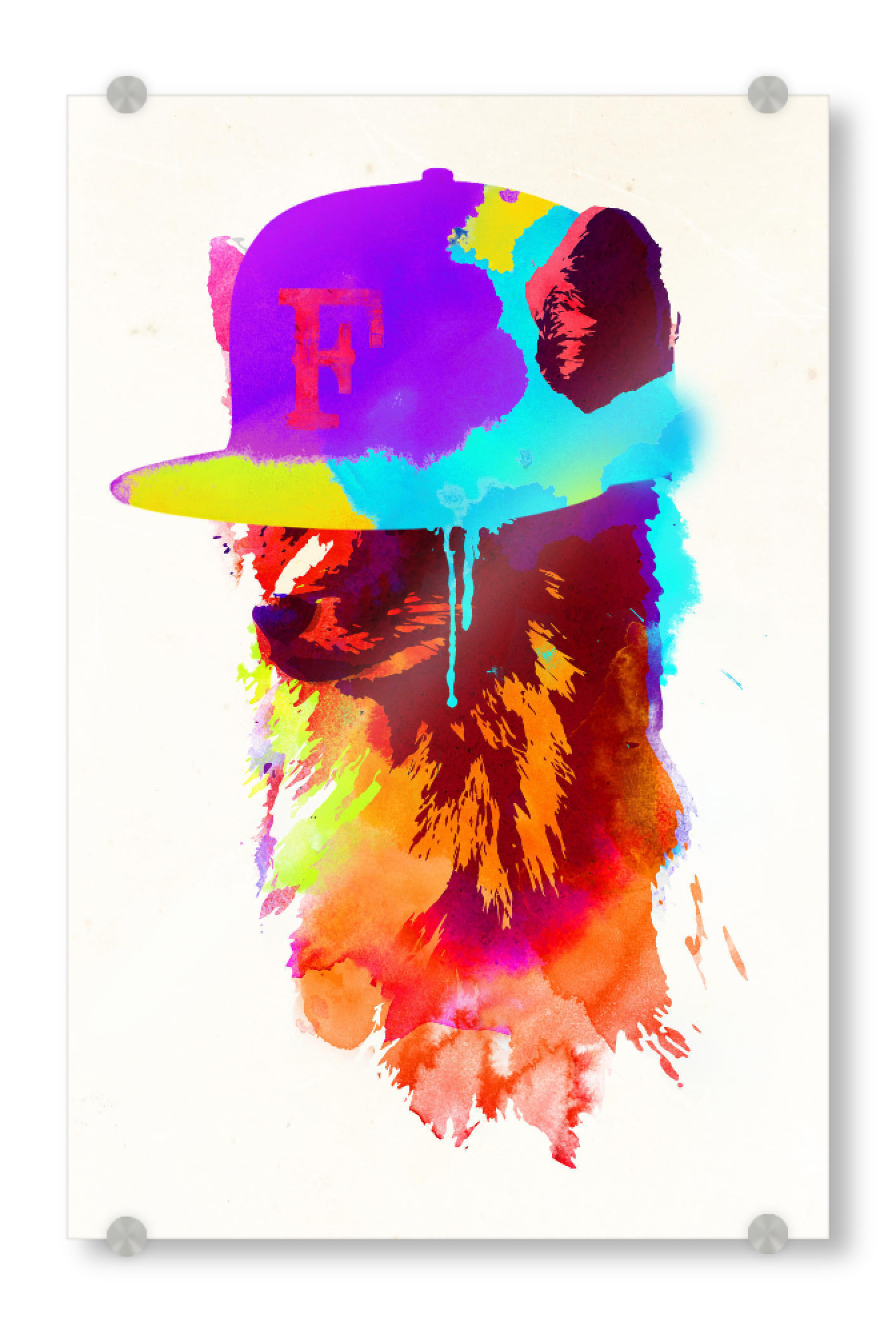 Acrylglasbild "Foxeys favourite cap" artboxONE - Tiere - Fox,Snapback,Cap
