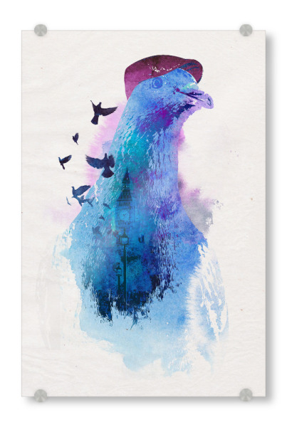 Acrylglasbild "Pigeon of London" artboxONE - Tiere - Pigeon