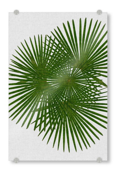 Acrylglasbild "Fan Palm II" artboxONE - Natur,Floral,Abstrakt