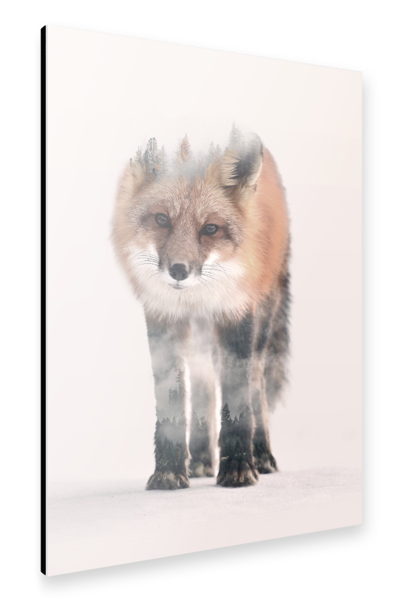 Alu-Dibond "Hondo Kitsune" 75x50 cm artboxONE