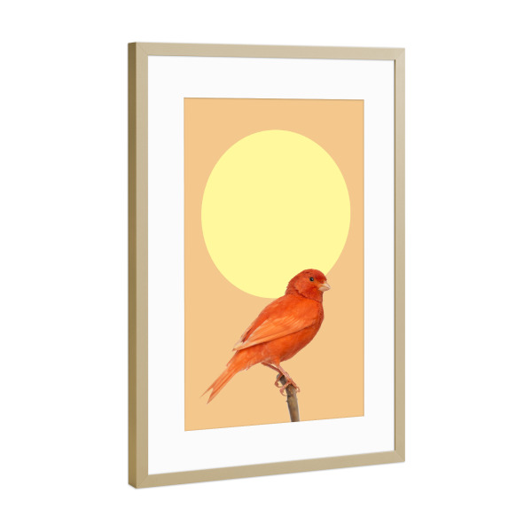 Poster mit Rahmen Gold "Japanischer Sonnenvogel" artboxONE - Natur,Tiere - Japan,Sonne,Vogel,Ast