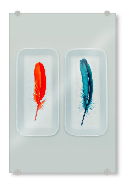 Acrylglasbild "I miss you" artboxONE - Abstrakt - Federn