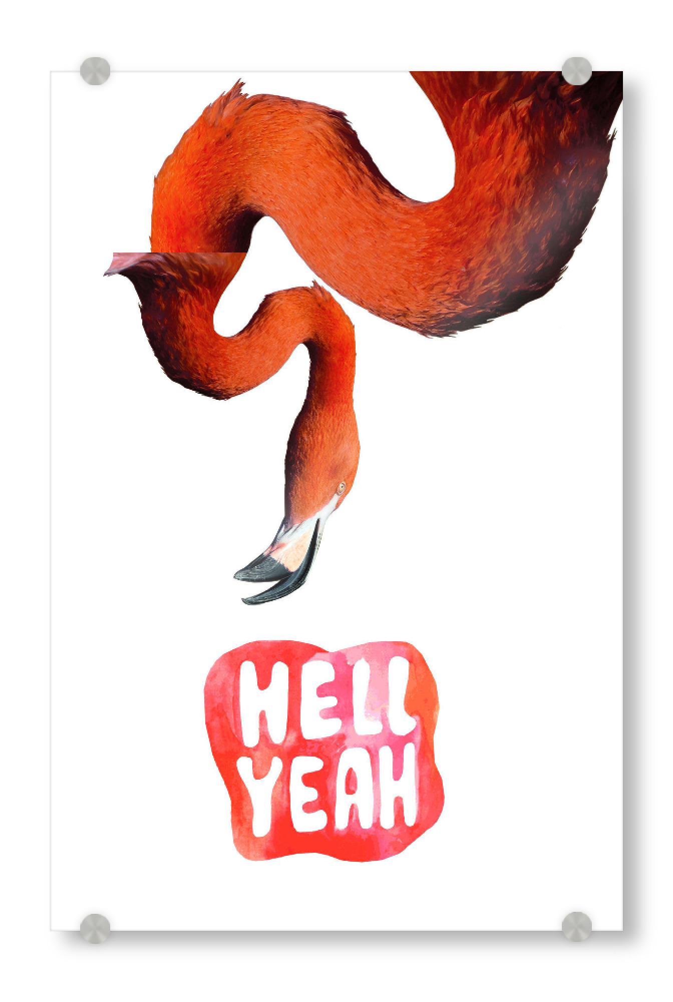 Acrylglasbild "Hell Yeah Flamingo" artboxONE - Typografie,Tiere - Flamingo,Hell,Zoo,Vogel