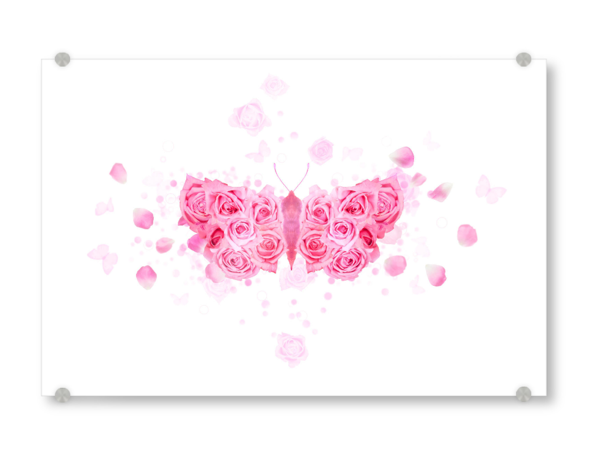 Acrylglasbild "Pink Rose Butterfly" artboxONE - Tiere,Fiktion