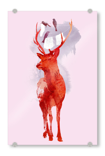 Acrylglasbild "Useless deer" artboxONE - Natur,Tiere - Hirsche,Vögel,Reh,Vögel,Tiere,Tiere