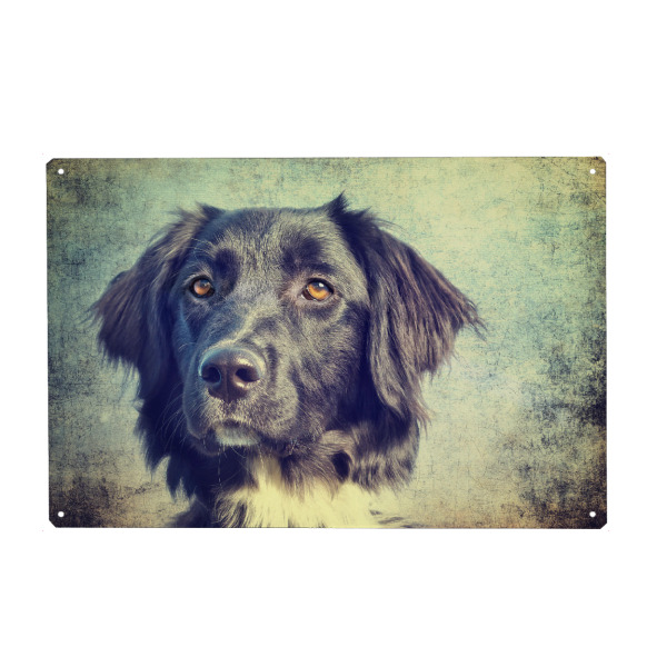 Metall Poster "Owtscharka Mix" artboxONE - Für Kinder,Tiere