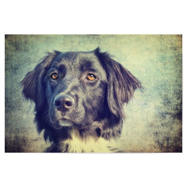 Poster 30x20 cm "Owtscharka Mix" artboxONE - Für Kinder,Tiere