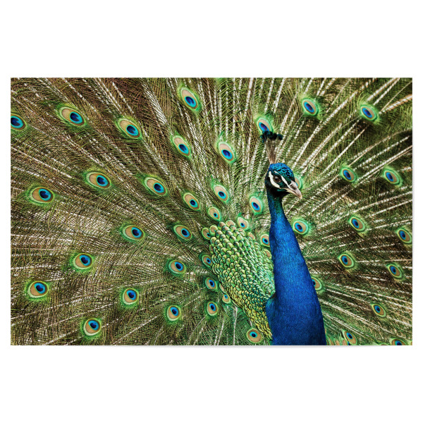 Poster 30x20 cm "Balzverhalten" artboxONE - Natur,Tiere - Pfau,Tier,Bunt