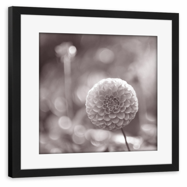 Poster mit Rahmen schwarz "Herbstlicht" artboxONE - Floral,Floral,Schwarzweiß,Stillleben - Makro,Dahlie