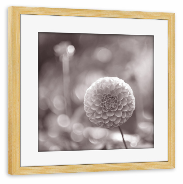 Poster mit Rahmen kiefer "Herbstlicht" artboxONE - Floral,Floral,Schwarzweiß,Stillleben - Makro,Dahlie