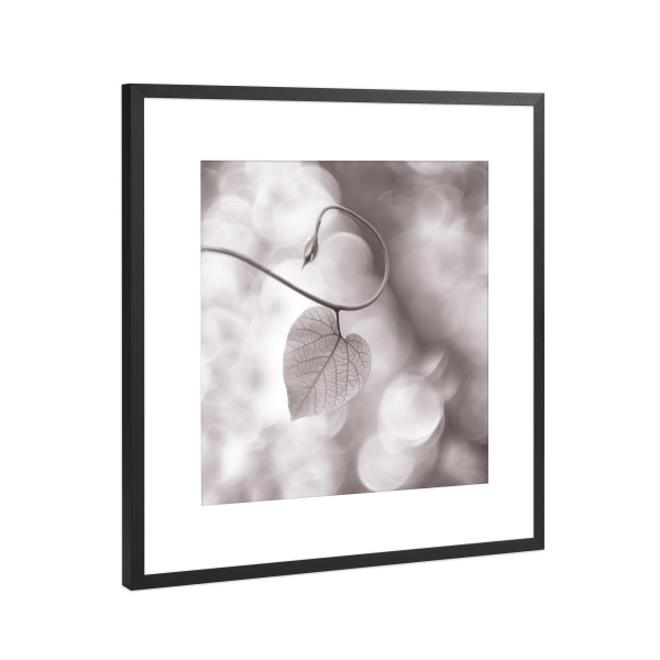 Poster mit Rahmen Schwarz (Metallic) "Mein Herzblatt" artboxONE - Floral,Floral,Schwarzweiß - Herzblatt