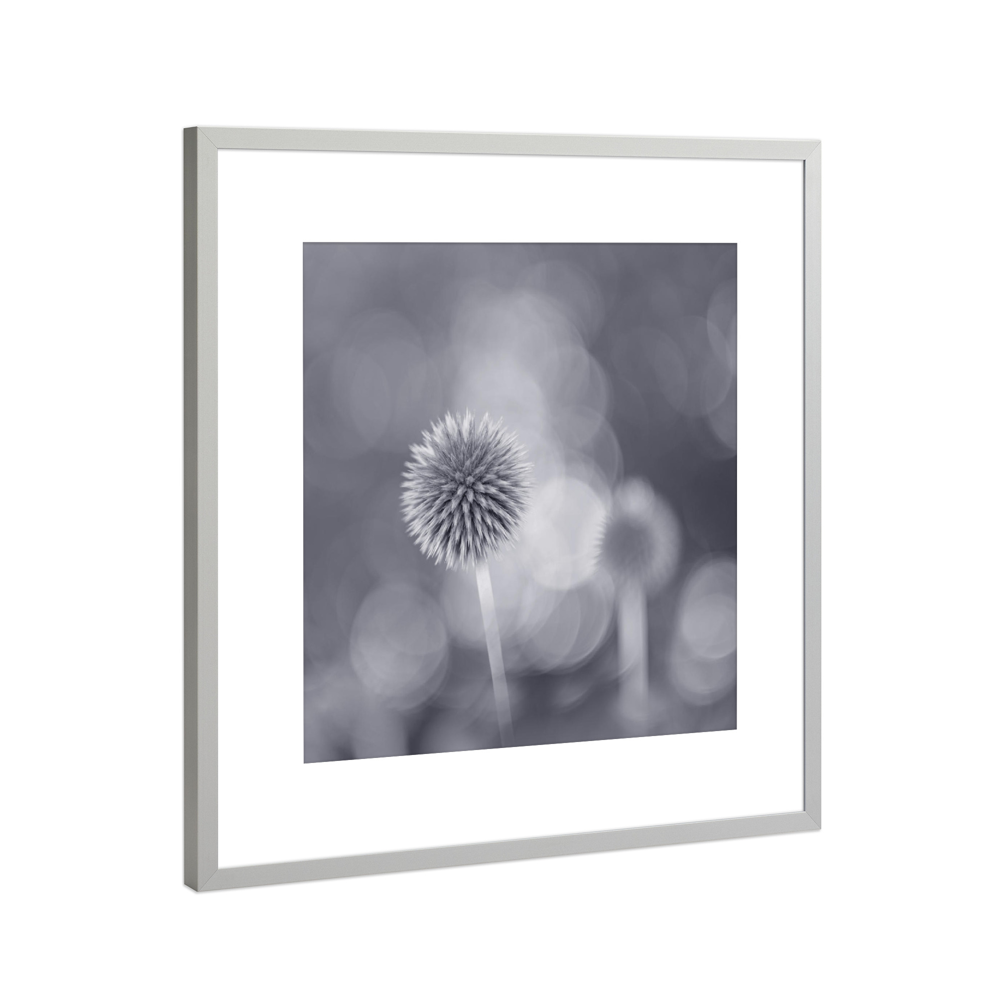 Poster mit Rahmen Silber "Close Up" artboxONE - Natur,Floral,Schwarzweiß - Makro,Distel,Blumen