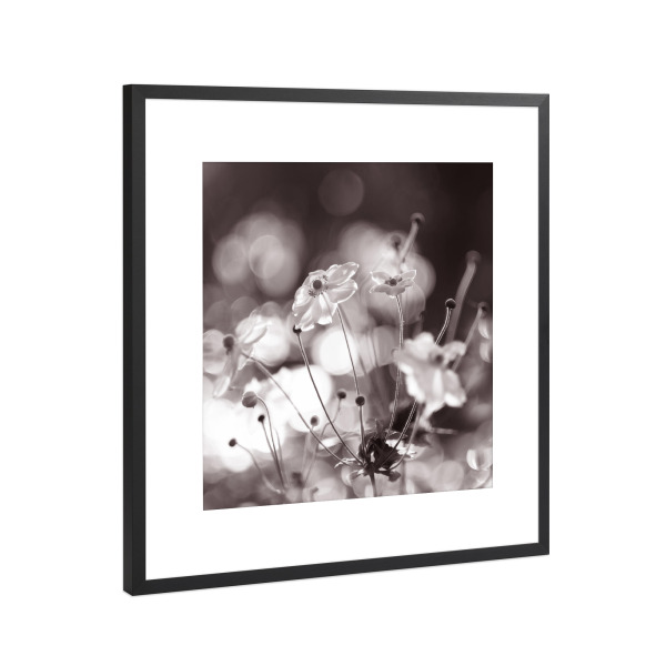 Poster mit Rahmen Schwarz (Metallic) "Illuminated by a light behind" artboxONE - Natur,Floral,Schwarzweiß - Herbst,Blumen,Schwarzweiß