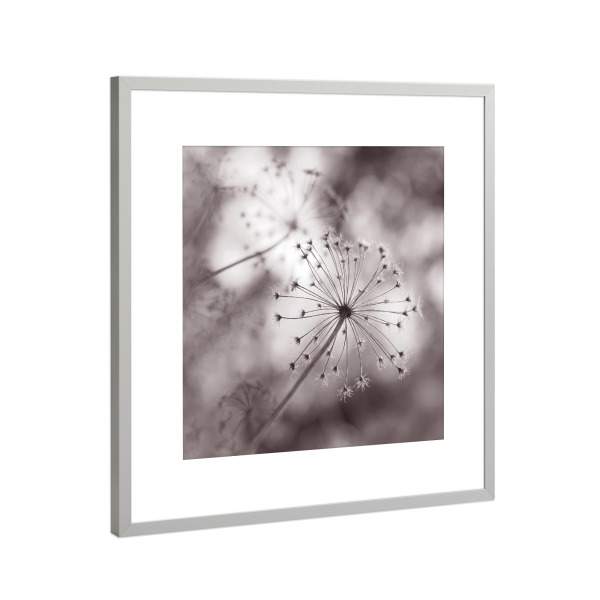 Poster mit Rahmen Silber "Autumn Sky" artboxONE - Natur,Floral,Schwarzweiß - Makro