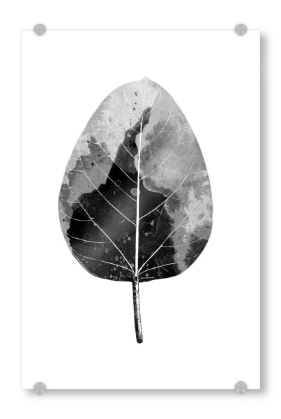Acrylglasbild "Monochrome Leaf" artboxONE - Natur,Schwarzweiß