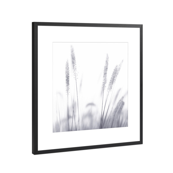 Poster mit Rahmen Schwarz (Metallic) "Grashalme, Arbeit II" artboxONE - Natur,Floral,Schwarzweiß - Grashalme,Schwarzweiß,Mood,Wiese,Natur