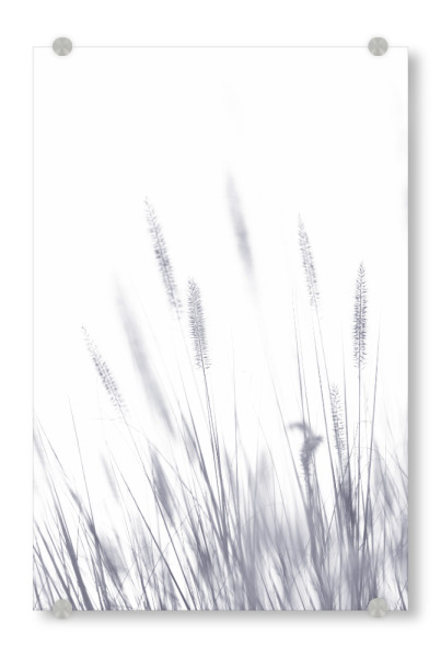 Acrylglasbild "Grashalme, Arbeit I" artboxONE - Natur,Floral,Schwarzweiß - Herbst,Grashalme,Schwarzweiß,Mood,Wiese,Natur