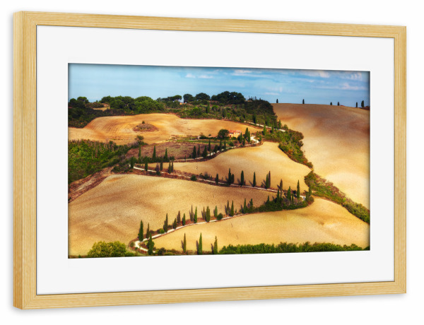 Poster mit Rahmen kiefer "Cypress trees serpentine road in Tuscany, Italy" artboxONE - Natur,Reise