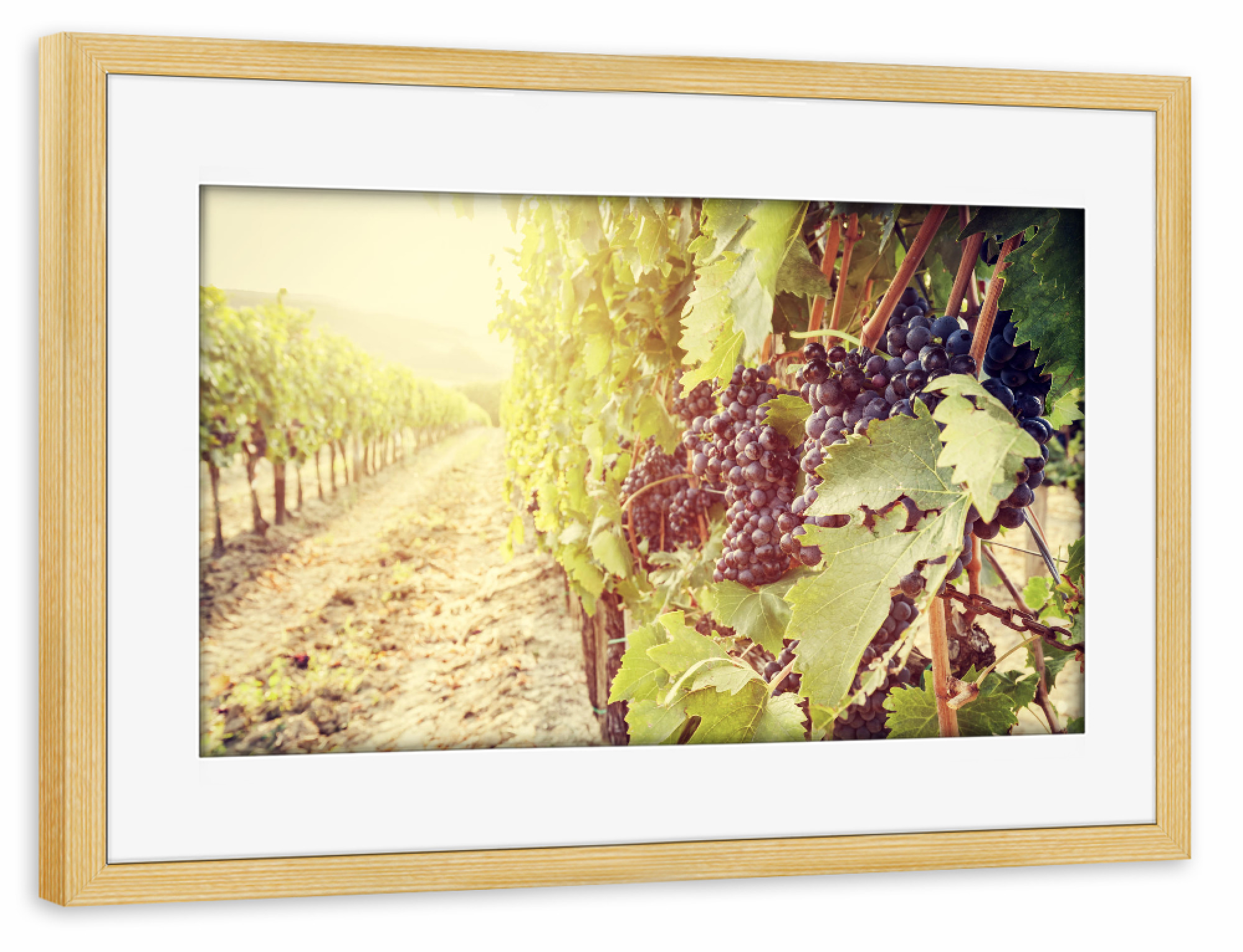 Poster mit Rahmen kiefer "Ripe wine grapes on vines in Tuscany vineyard, Italy 2" artboxONE - Natur,Reise