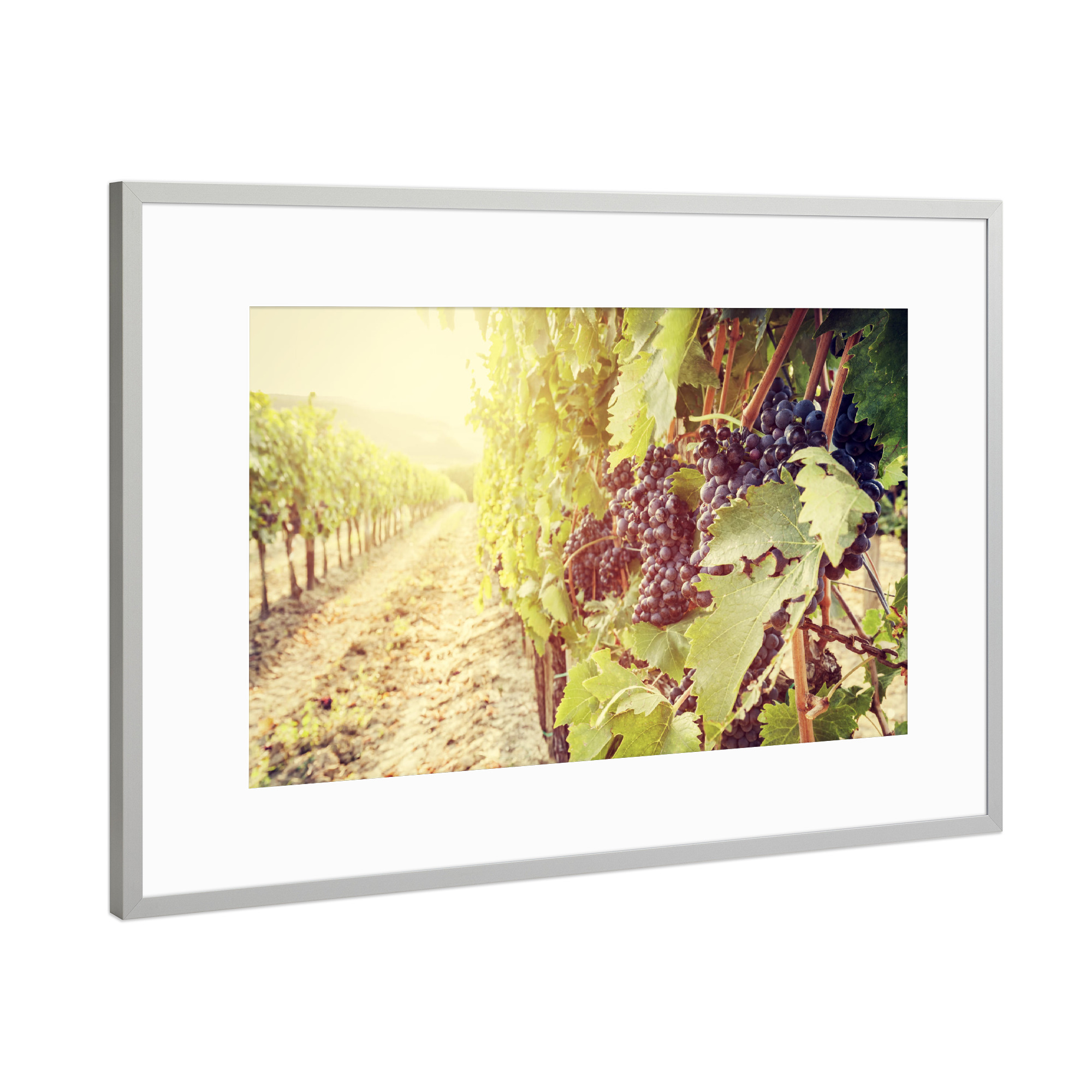 Poster mit Rahmen Silber "Ripe wine grapes on vines in Tuscany vineyard, Italy 2" artboxONE - Natur,Reise