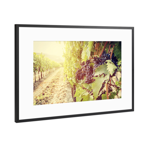 Poster mit Rahmen Schwarz (Metallic) "Ripe wine grapes on vines in Tuscany vineyard, Italy 2" artboxONE - Natur,Reise