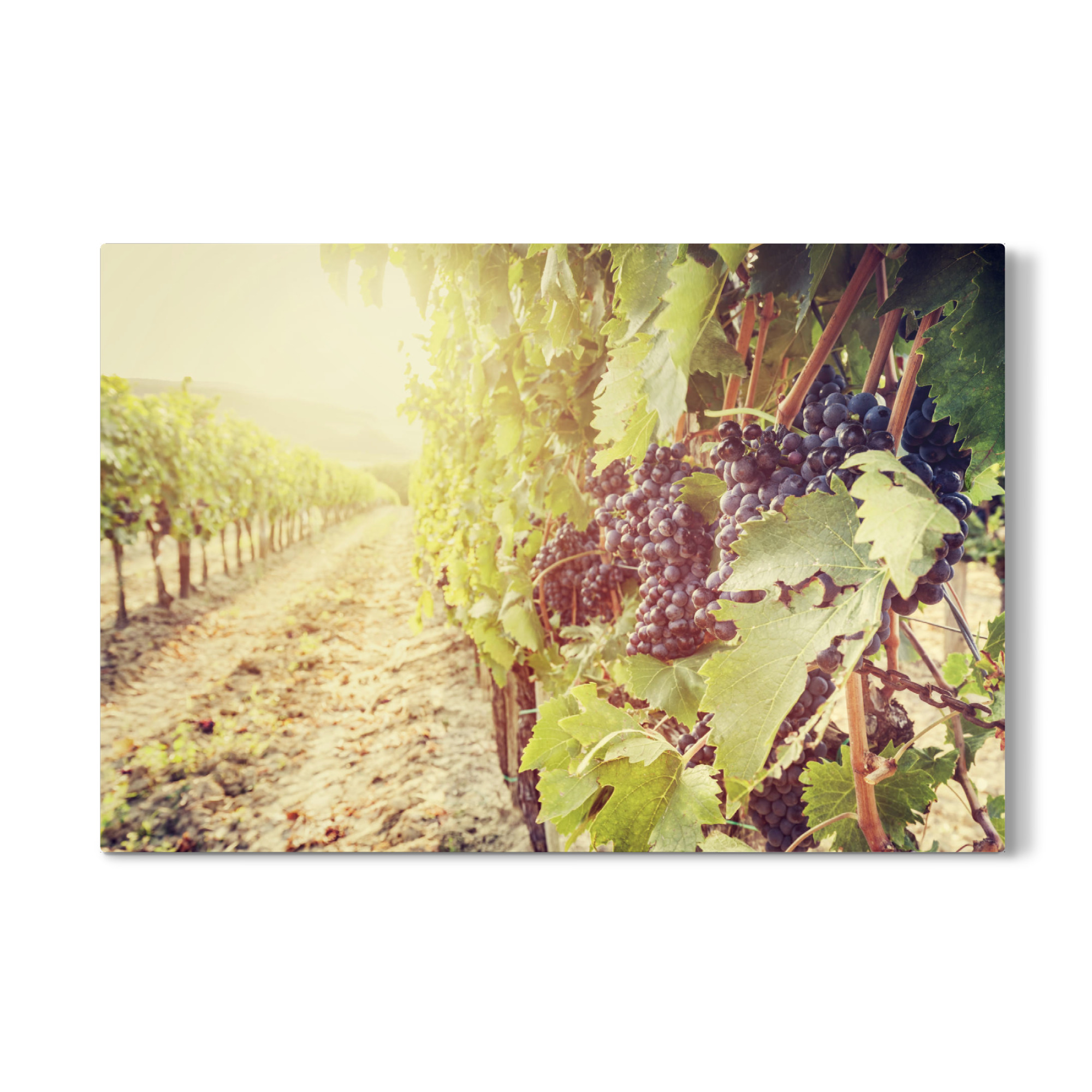 Galerie-Print "Ripe wine grapes on vines in Tuscany vineyard, Italy 2" 30x20 cm artboxONE