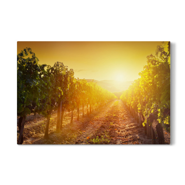 Galerie-Print "Vineyard wonderful landscape in Tuscany, Italy 2" 30x20 cm artboxONE