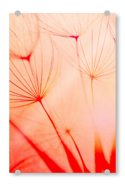 Acrylglasbild "The Air To Breathe" artboxONE - Natur,Floral,Abstrakt,Liebe - Pusteblume,Löwenzahn,Abstrakt,Blume,Pflanze,Natur