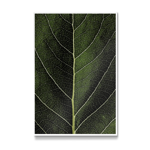 Galerie-Print "Leaf No.6" 30x20 cm artboxONE