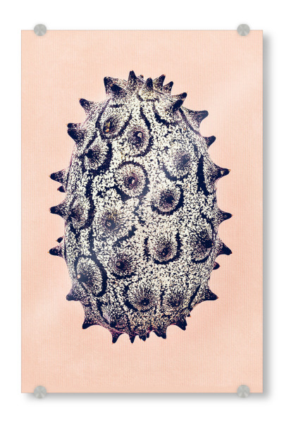 Acrylglasbild "Exotic Fruit" artboxONE - Natur,Essen & Trinken,Abstrakt,Reise / Afrika,Reise / Asien