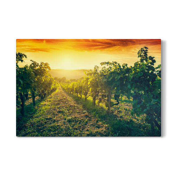 Galerie-Print "Vineyard wonderful landscape in Tuscany, Italy" 30x20 cm artboxONE