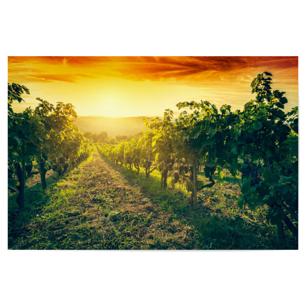 Poster "Vineyard wonderful landscape in Tuscany, Italy" artboxONE - Reise