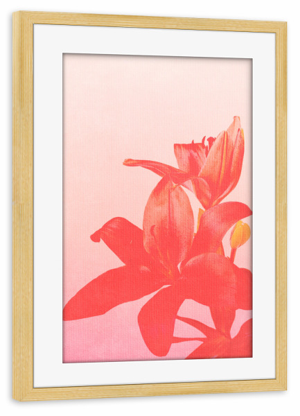 Poster mit Rahmen kiefer "Blossom Bomb" artboxONE - Natur,Floral,Abstrakt - Blume,Blüte,Lilie,Orchidee,Rosa,Natur