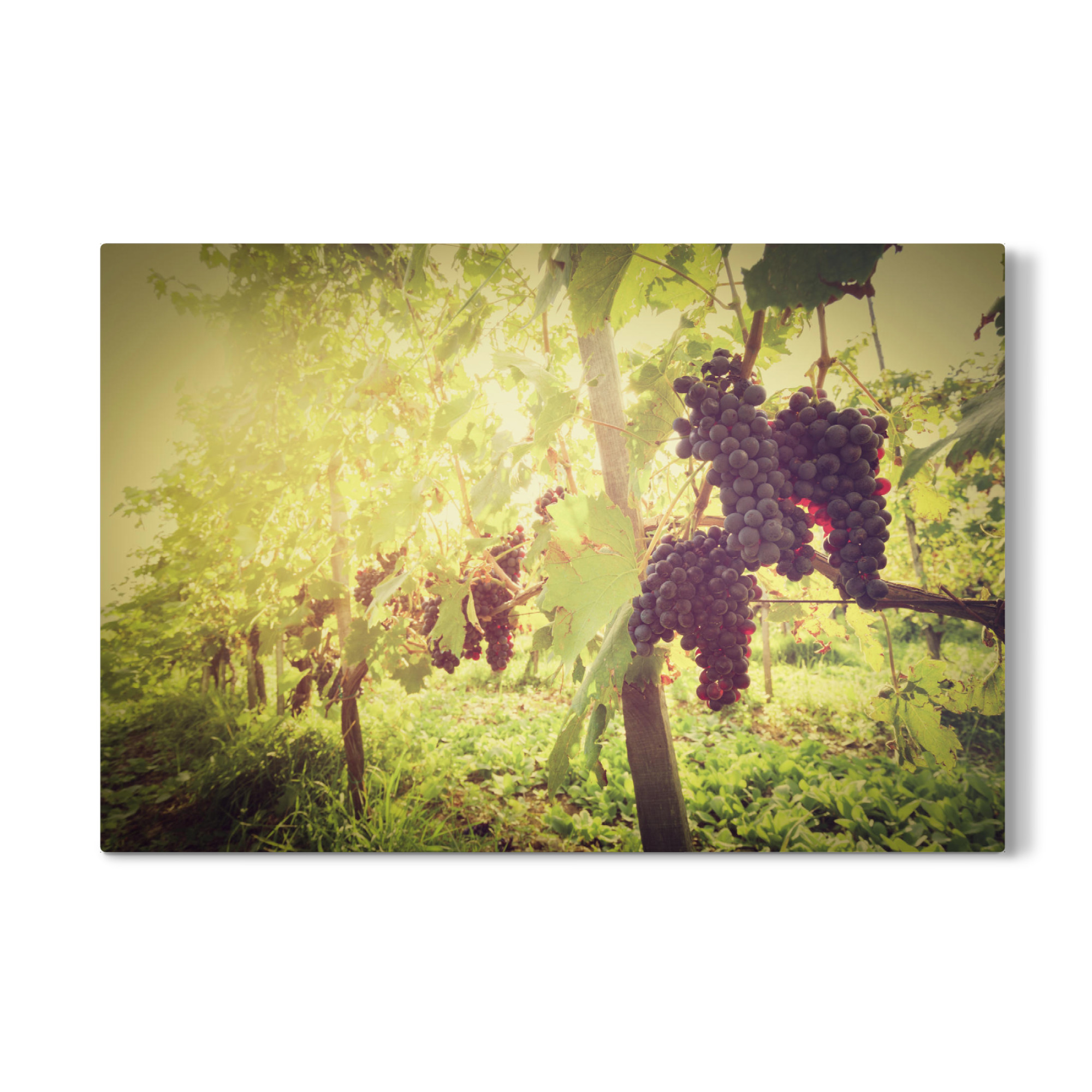 Galerie-Print "Ripe wine grapes on vines in Tuscany vineyard, Italy" 75x50 cm artboxONE