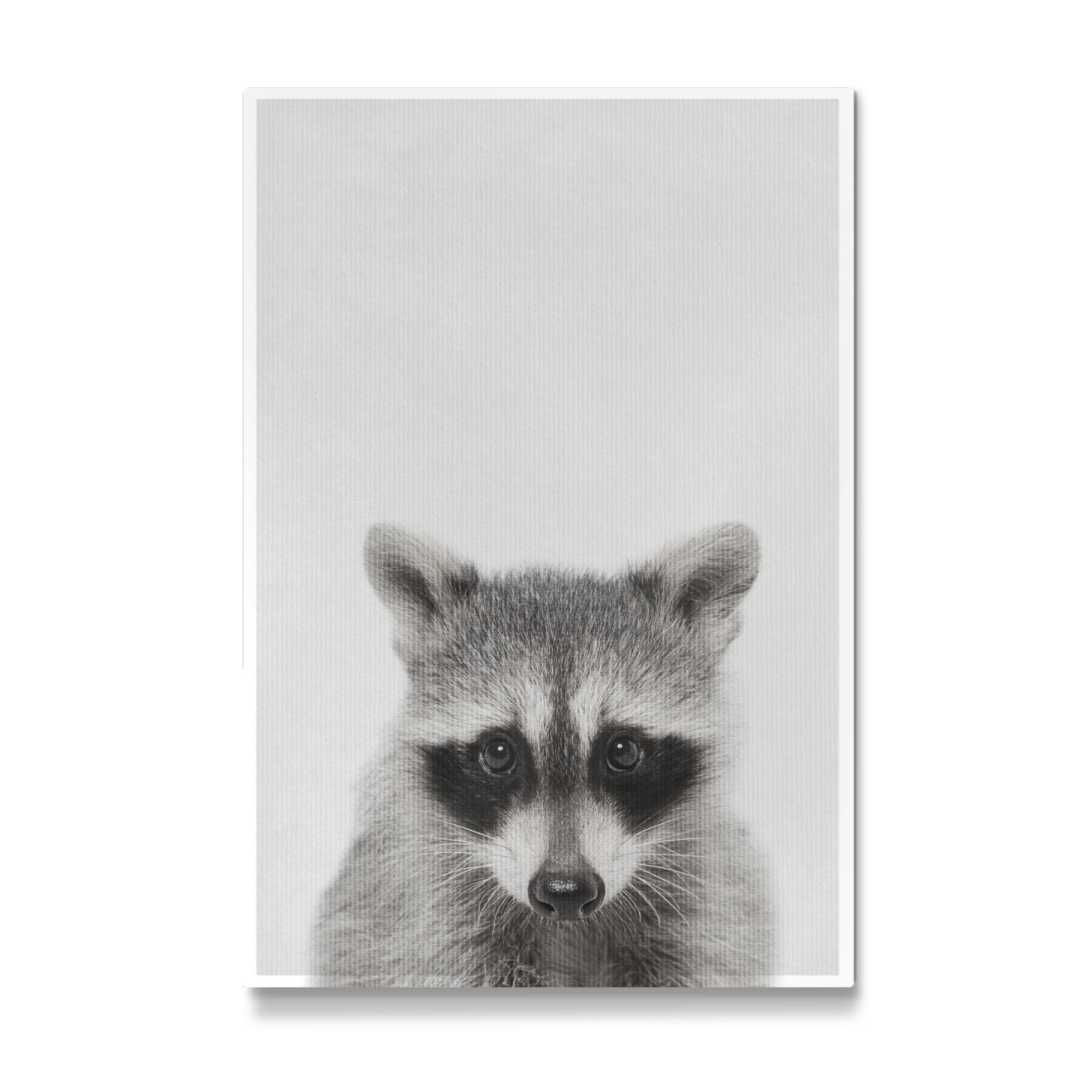 Galerie-Print "Little Racoon" 75x50 cm artboxONE