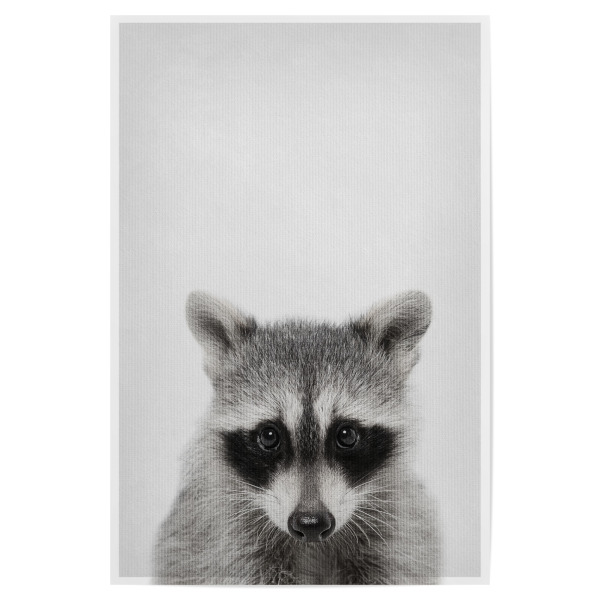 Poster 30x20 cm "Little Racoon" artboxONE - Natur,Tiere - Tier,Süß,Racoon