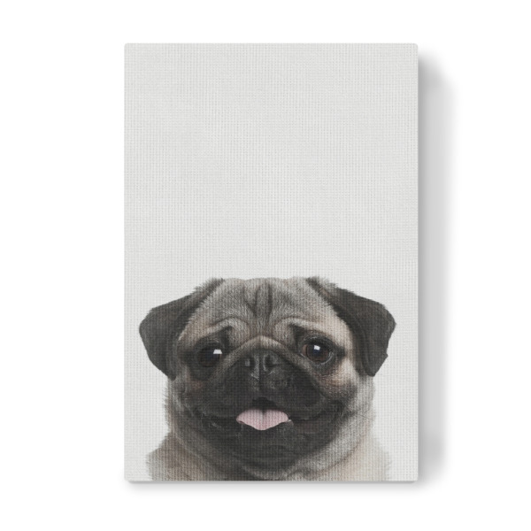 Leinwandbild "Little Pug" artboxONE - Natur,Tiere - Tier,Süß,Puppy,Hund,Mops