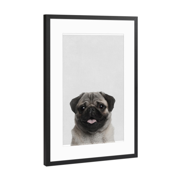 Poster mit Rahmen Schwarz (Metallic) "Little Pug" artboxONE - Natur,Tiere - Tier,Süß,Puppy,Hund,Mops